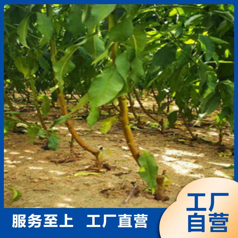 郑州[当地]《兴海》中油桃树苗出售_行业案例