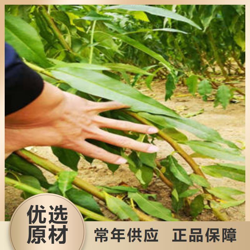 锦春黄桃树苗0.5厘米