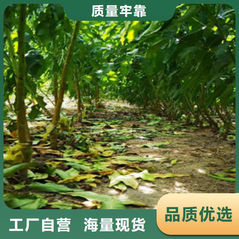 郑州[当地]《兴海》中油桃树苗出售_行业案例