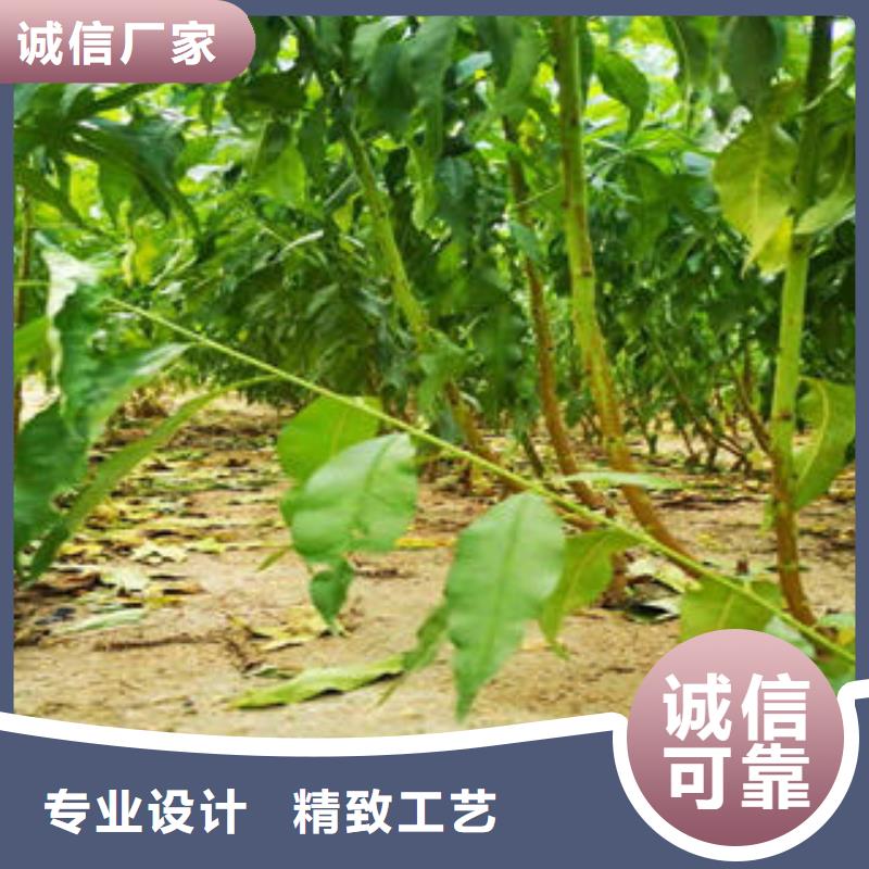 锦春黄桃树苗0.5厘米