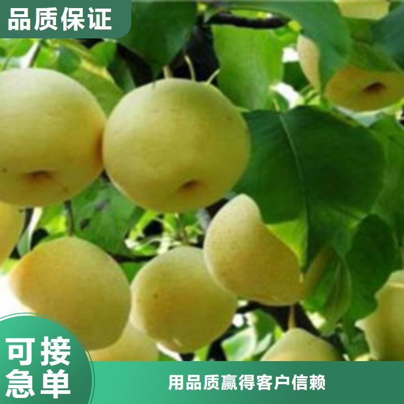 苹香梨树苗品种