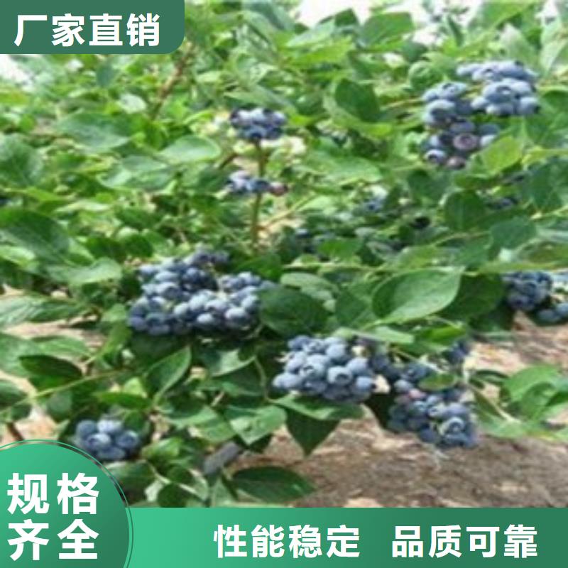 三年生蓝莓树苗批发基地