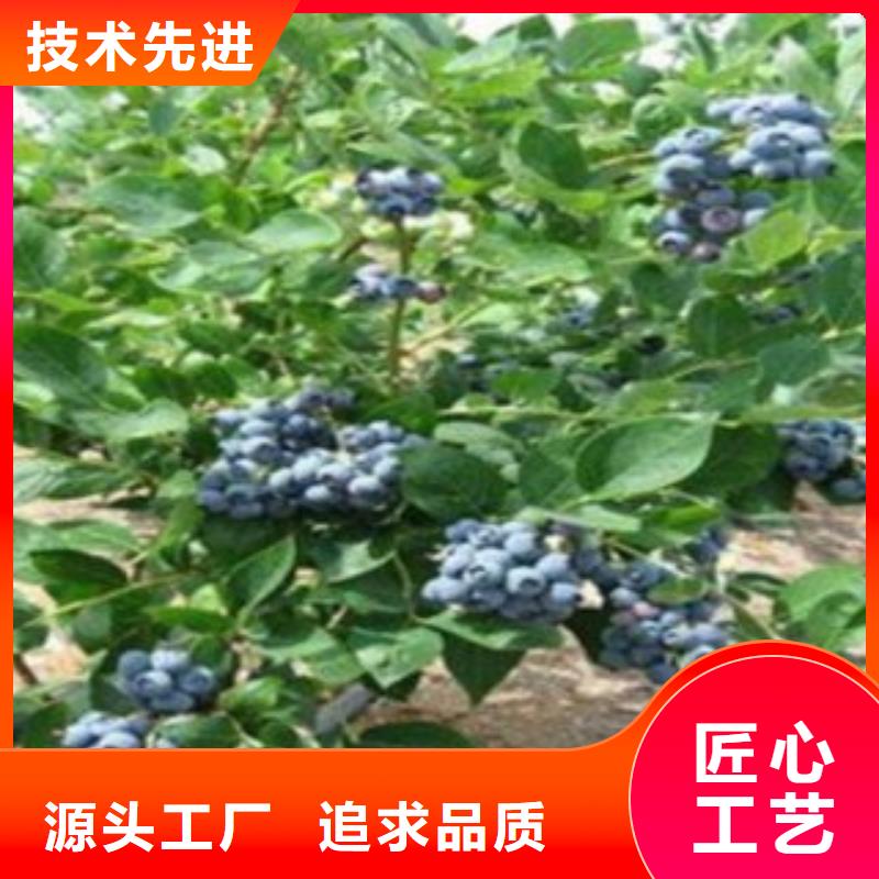 供您所需(兴海)蓝鸟蓝莓树苗专业合作社