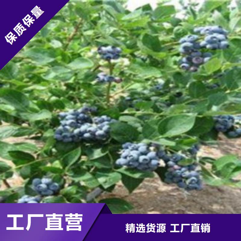 定制【兴海】维口蓝莓树苗出售