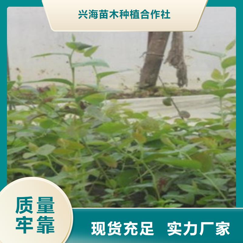 订购【兴海】钱德勒蓝莓树苗多少钱一株