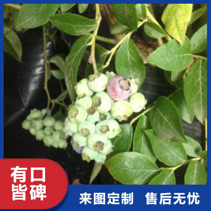 【的图文介绍正家蓝莓苗占地果树种类多质量好】