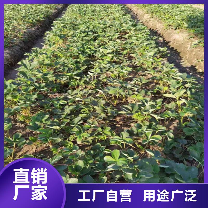 隋珠草莓生产苗
