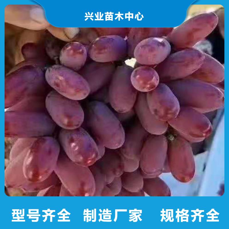 水滴紫仙葡萄苗生产基地
