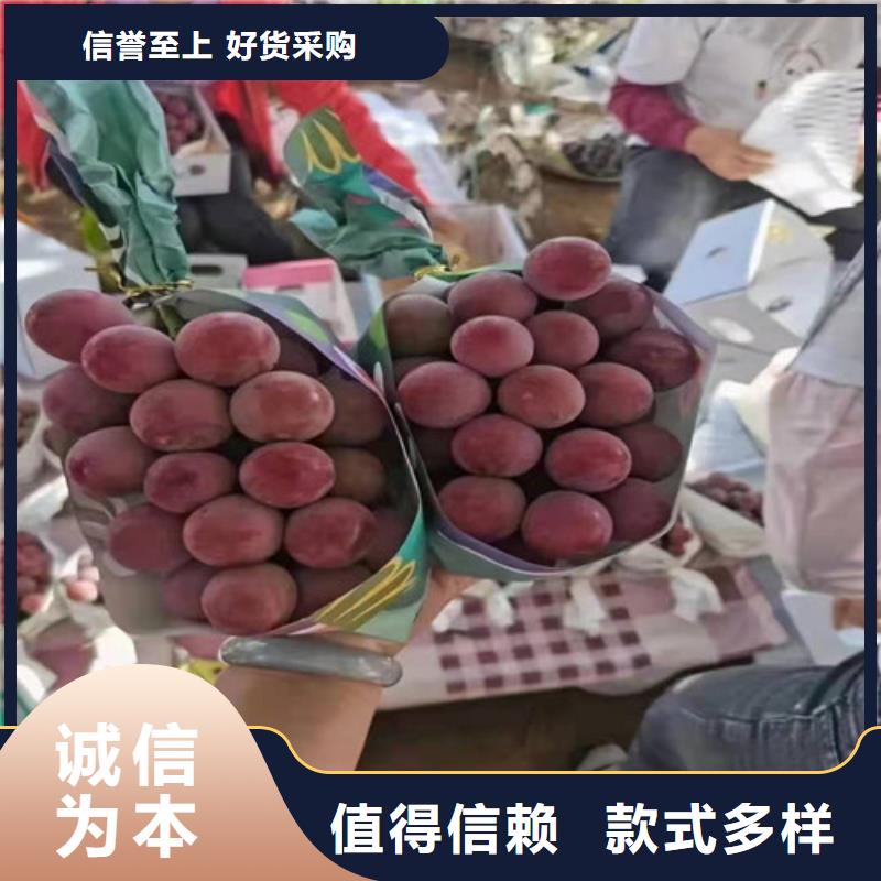 中国红玫瑰葡萄树苗电商