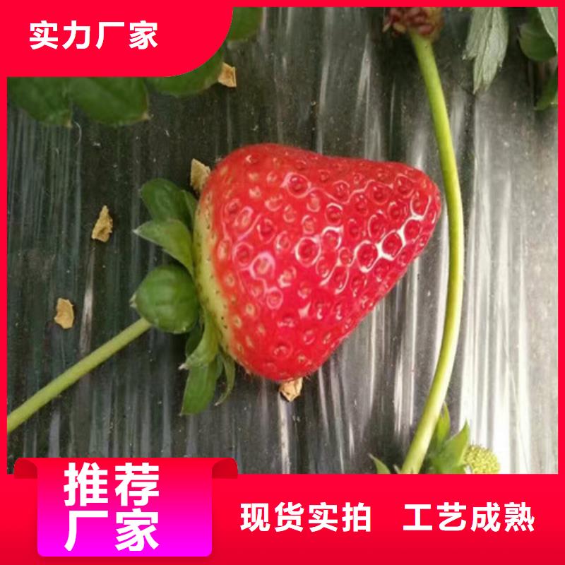 草莓苗【果树苗】主推产品