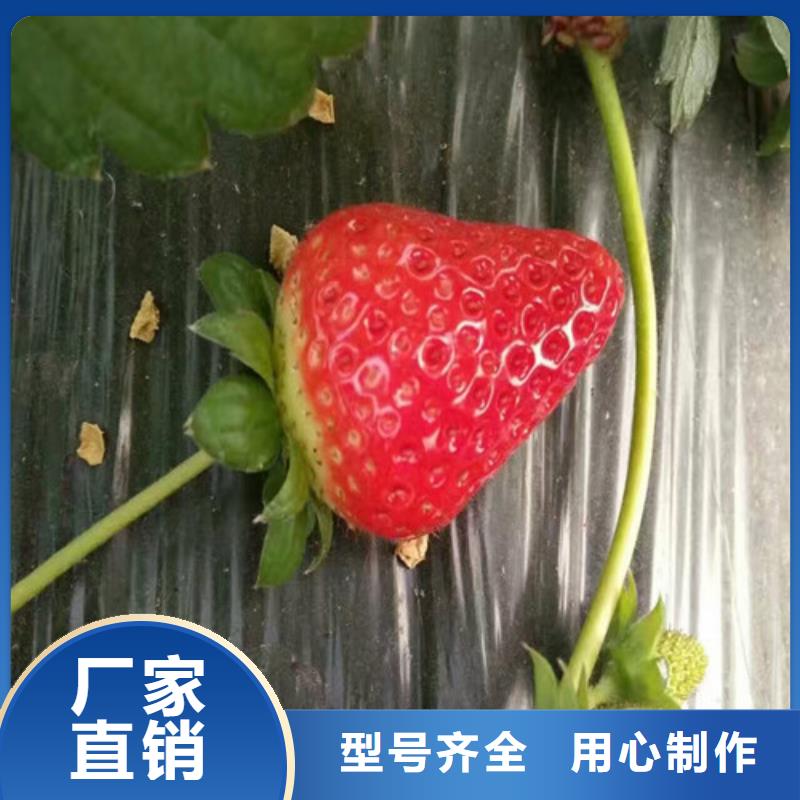 广祥农业科技有限公司妙香7号草莓苗值得信赖