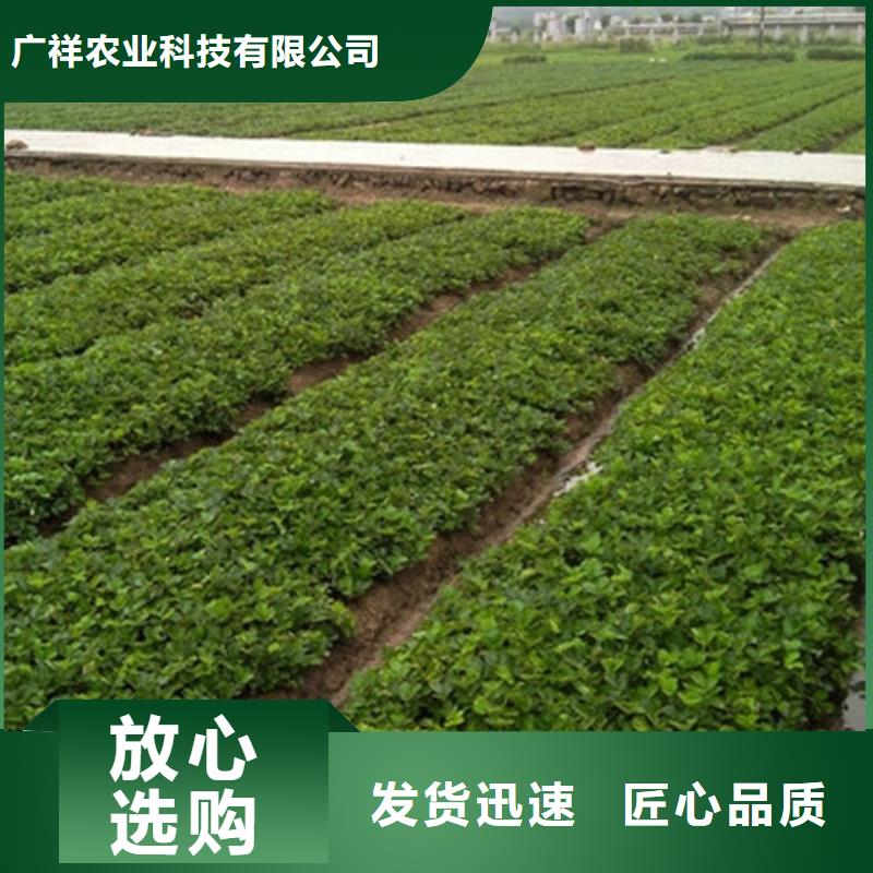 广祥农业科技有限公司妙香7号草莓苗值得信赖