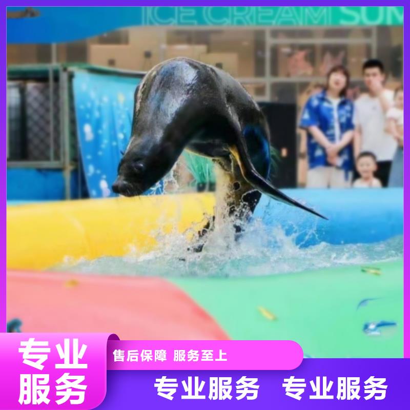 海洋主题动物表演海狮表演出租知名公司