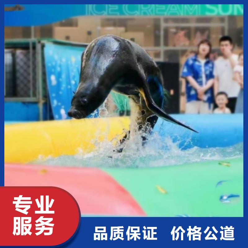海洋主题动物表演马戏团表演服务热情