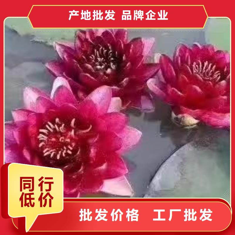 睡莲苗,四季睡莲苗多种优势放心选择